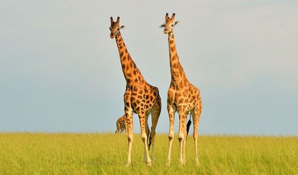 Giraffe Height