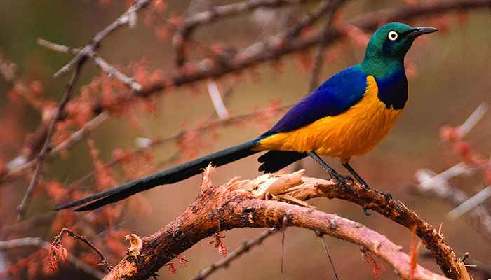 Popular birding destinations in Rwanda