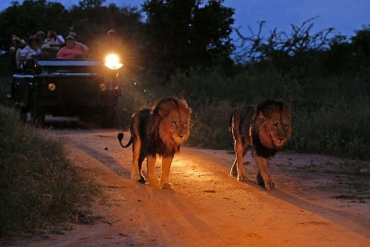 night game drive experience