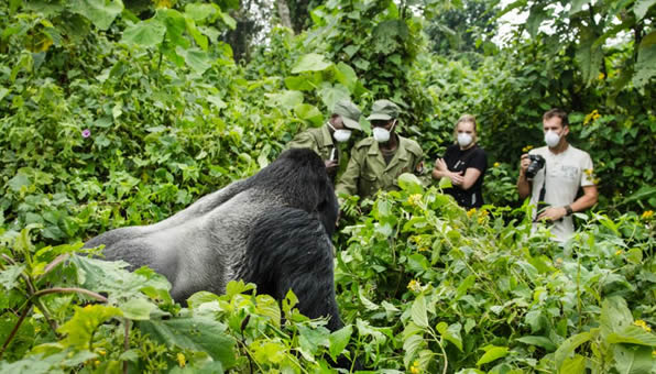 2 Days Rwanda Gorilla safari