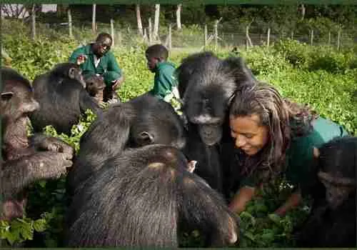 Volunteering at Ngamba Chimpanzee Sanctuary