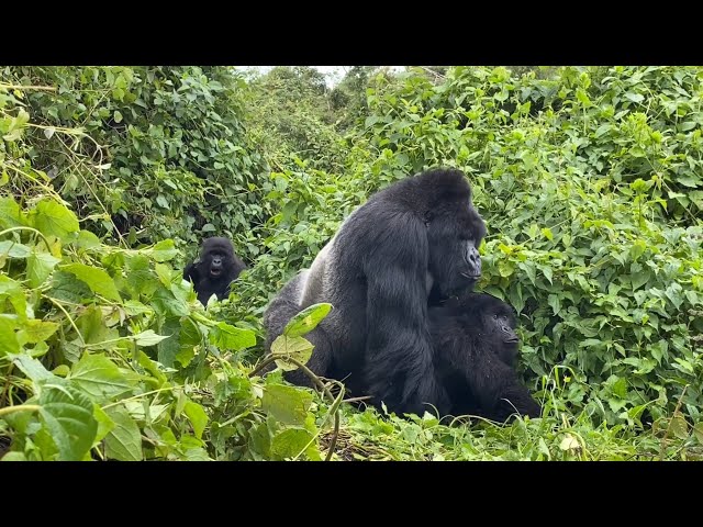 Do Female Gorillas Enjoy Mating 